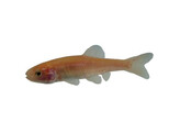 Goudelrits 3/4  Pimephales promelas 