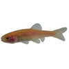 Goudelrits 3/4  Pimephales promelas 