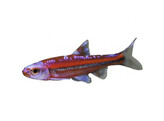 Regenboogelrits 4/5  Notropis chrosomus 