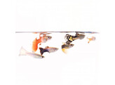 Guppy Man  Red Blond  3.5-4