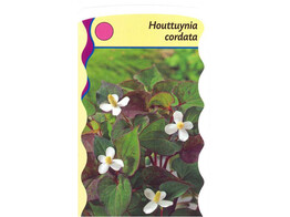 Houttuynia cordata  24