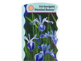 Iris laevigata  mottled beauty   24