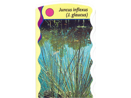 Juncus inflexus  24