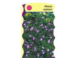 Mazus reptans  24