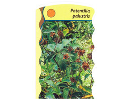 Potentilla palustris  24