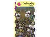 Preslia cervina  Alba   24