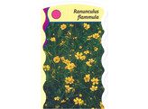 Ranunculus flammula  24