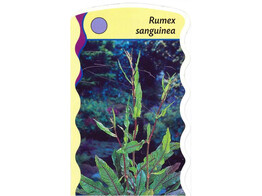 Rumex sanguinea  24