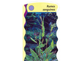 Rumex sanguinea  24