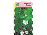 Sagittaria latifolia  24