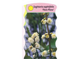 Sagittaria sagittifolia  Flore Pleno   24