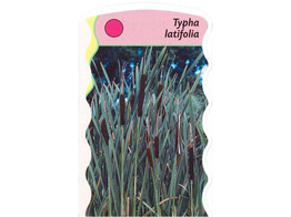 Typha latifolia  24