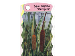 Typha latifolia  Variagata   24
