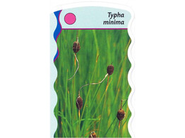 Typha minima  24