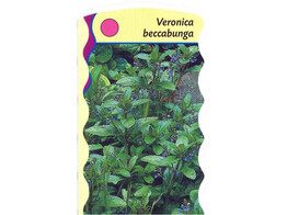 Veronica beccabunga  24