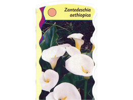 Zantedeschia aethiopica  24