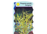 Phragmites australis  Variegatus   24