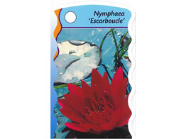 Nymphaea Escarboucle  15