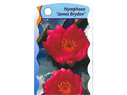 Nymphaea James Brydon  15