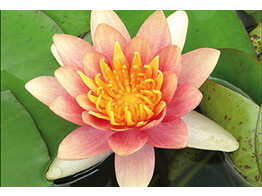 Nymphaea Aurora  15
