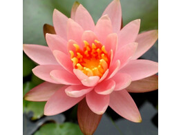 Nymphaea Sunny Pink  15